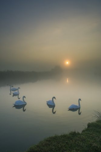 "Shadow Birds" my final image